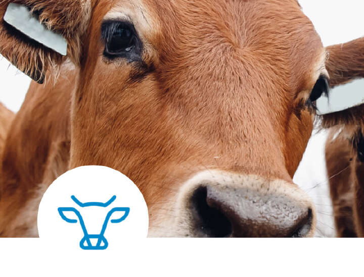 einstiegsbanner kat ebene 1 rind mobil einstiegsbanner kat ebene 1 rind mobil